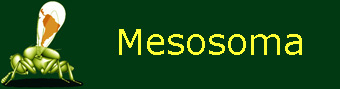 Mesosoma